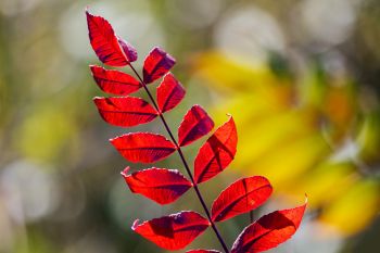 Vibrant sumac along the trail at Hartford Beach State Park.