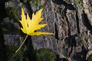 A fallen leaf along the Big Sioux River at Newton Hills State Park.