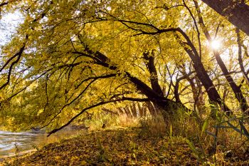 The Big Sioux River’s edge near Newton Hills State Park.