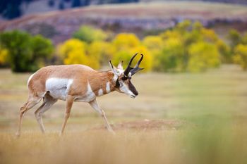 A lone pronghorn with colorful Lame Johnny Creek in the distance.