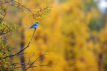 A mountain bluebird waiting out the rain in northern Lawrence County.