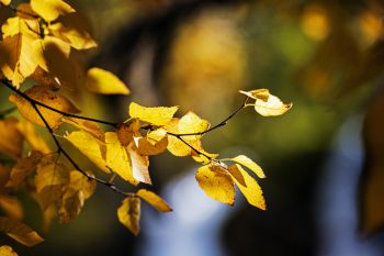 Autumn leaves in Spearfish Canyon.