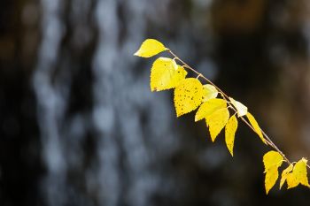 Autumn leaves in front of upper Roughlock Falls.