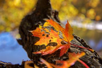 A fallen leaf near a bend in the Big Sioux River at Newton Hills State Park.