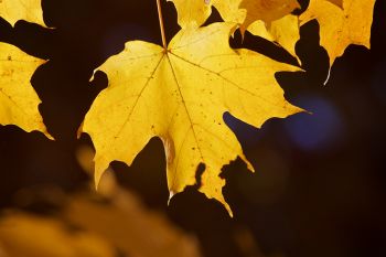 Leaf detail at Union Grove State Park.