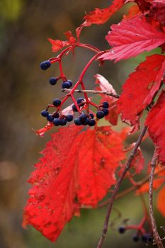 Wild grapes at Sica Hollow State Park.