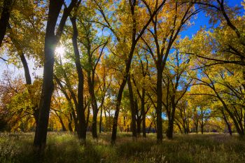 Cottonwoods with a sunburst at Oahe Downstream Recreation Area.