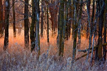 The last light of day painting the tall grass a fiery yellow-orange on the northeast side of Lake Vermillion Recreation Area.