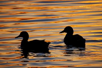 The setting sun creates art out of duck sillouhettes and rippling waves at Covell Lake in north Sioux Falls.