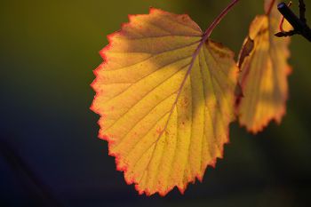 The detail of a leaf still clinging to its branch deep into November.