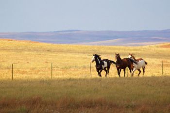 Galloping along the fenceline in southern Perkins County.