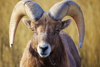 A portrait of a bighorn ram at Badlands National Park.