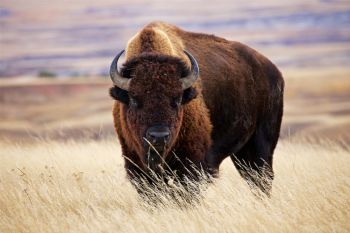 American Bison at Badlands National Park.
