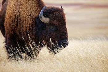 American Bison at Badlands National Park.