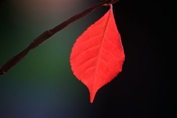 Leaf detail at Terrace Park near Covell Lake in Sioux Falls.