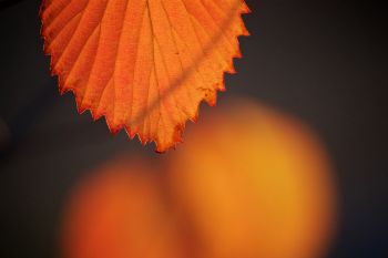 Leaf detail with bokah at Terrace Park near Covell Lake in Sioux Falls.