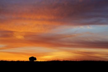 A lone bison bull against a western Minnehaha County sunset.