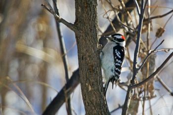 Downy woodpecker at Sioux Falls Outdoor Campus.