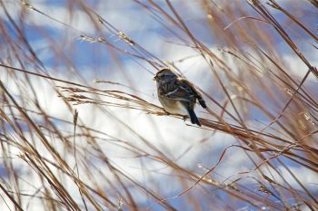 Field sparrow at Sioux Falls Outdoor Campus.