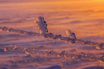 Ice buildup on barbed wire.