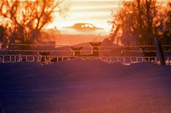 Deer along a fenceline south of Isabel.