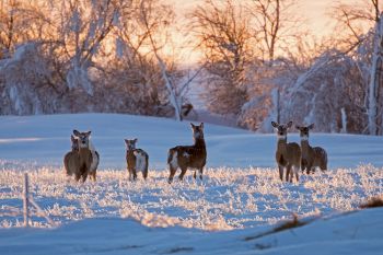 White-tail after the blizzard.