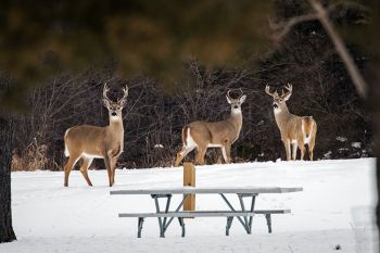 White-tail bucks at Pickerel Lake Recreation Area.