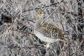 Sharp-tail grouse near Red Earth Creek in rural Dewey County.