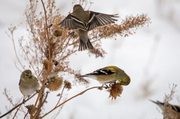 Goldfinch picking seeds along a county road.