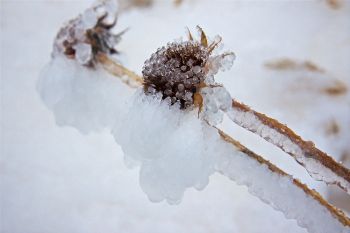 Ice buildup on Christmas morning.