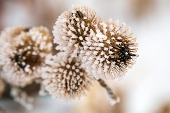 White frost on cockleburs along the James River at Fisher Grove State Park, east of Redfield.