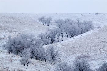 Christmas Day along the Moreau River north of Dupree saw heavy fog and plenty of white frost.