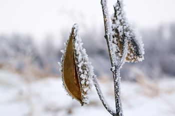 Frost on milkweed pods.