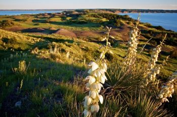 Yucca blooming on the Narrows. Both arms of the Big Bend are in the background. Click to enlarge pictures.