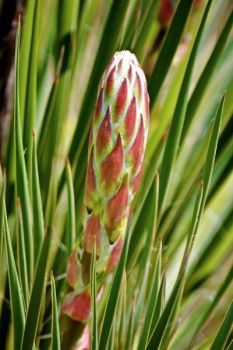 A week or so before a yucca blooms, the flowers look like this.