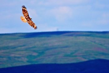 Hawk in flight above the Missouri River bluffs.