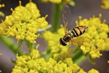 A flower fly dining.