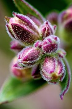 White beardtongue flower buds.