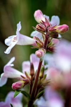 White beardtongue in bloom.