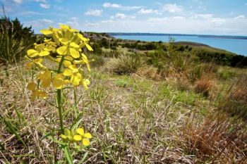 Western wallflower on the hills of the Narrows.