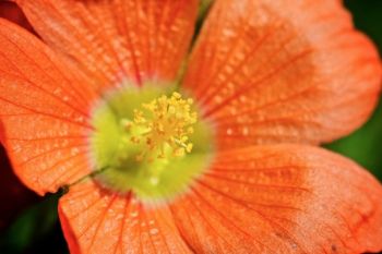 Globemallow blossom.