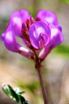 Missouri milkvetch.