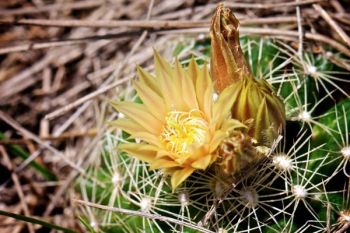 Missouri pincushion cactus in bloom.
