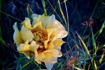 Prickly pear cactus in bloom.