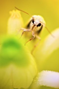 Yucca moth inside a yucca flower.