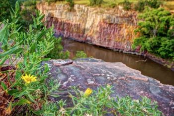 Wildflowers along the tops of the Dells cliffs.