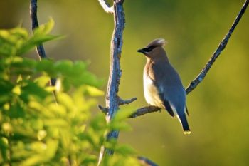 Cedar waxwing at the Dells.