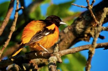 A preening Baltimore oriole.