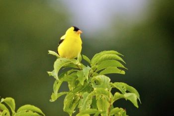 A wild canary at the Dells.