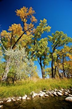 Fall colors along a creek draining the plateau in Grant County.